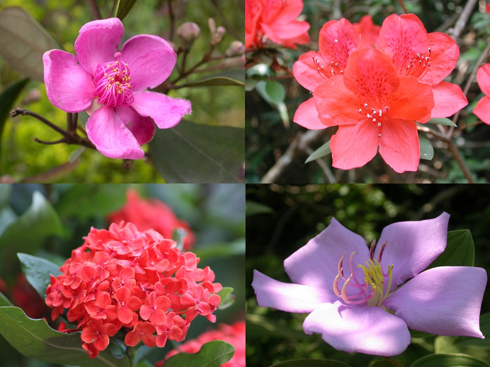 左上順時針:桃金娘、紅杜鵑、野牡丹、龍船花